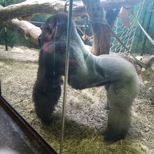 Meet your Posher, Leon